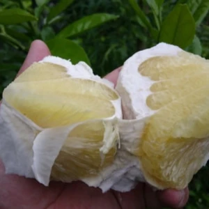お問合せ用 無農薬の晩白柚5個、ポメロ3個(外皮に傷ありますが中身に影響なし)
