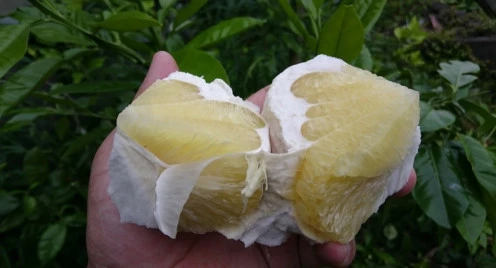 無農薬自然栽培の晩白柚5個(外皮に傷ありますが中身に影響なし)