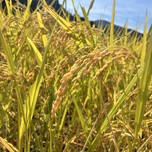 奥京都・大自然の恵みを受けて育ったコシヒカリR7新米