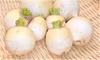 【おすすめ商品】白蕪【スズシロ】　農薬不使用（無農薬）栽培