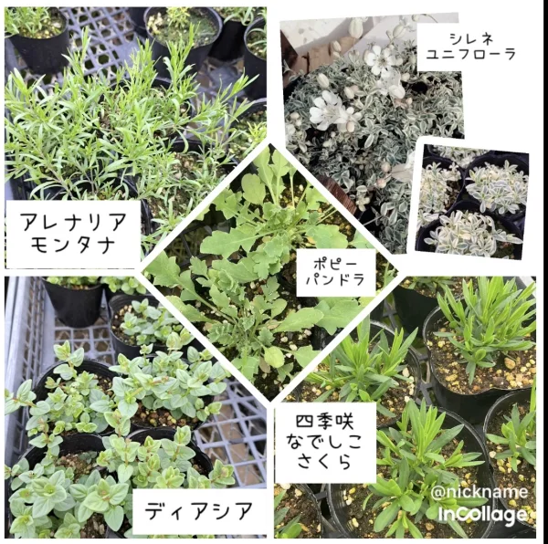 花農家おススメ植物☆希少＆育てやすい5選12苗［宿根草＆一年草］｜花