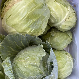 愛媛県産低農薬　野菜詰め合わせほとんど無農薬