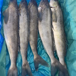 本日水揚げラスト❗大好評❗神経〆ホッケ　200〜300グラム　5尾