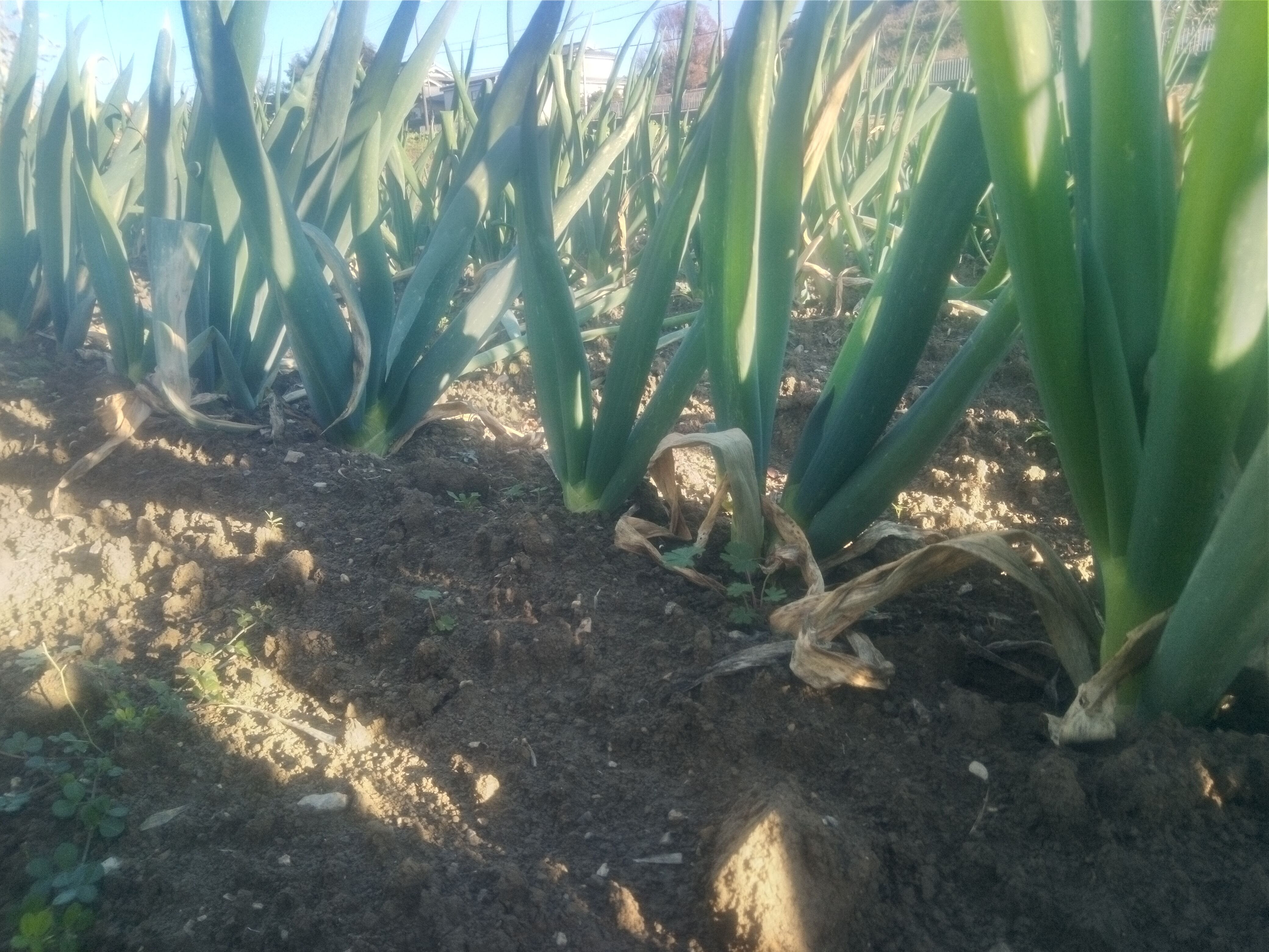 九条ねぎ 自然栽培、肥料農薬不使用、自家採種 1.0kg