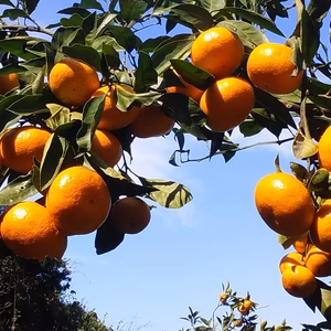 【訳あり】ゆらみかん（小粒糖度1０度)4kg常温便和歌山産