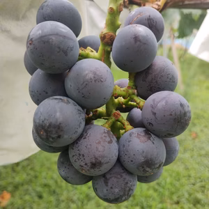 ご自宅用　ご家庭用　甘さと酸味のバランスちょどいい　巨峰　800g（2～4房）