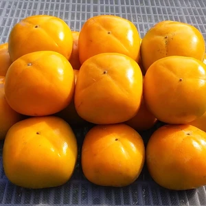 【訳あり】種なし柿「糖度12度」(M/L混在5kg)和歌山産
