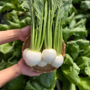 訳ありでお得！【白馬の王子様】茎付き12個