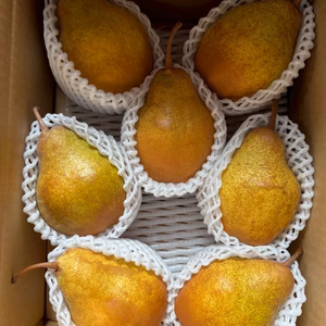 山形県産✨シルバーベル✨