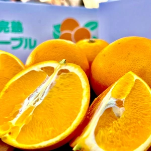 【香川県より産地直送】国産ネーブルオレンジ〈約4.5kg〉