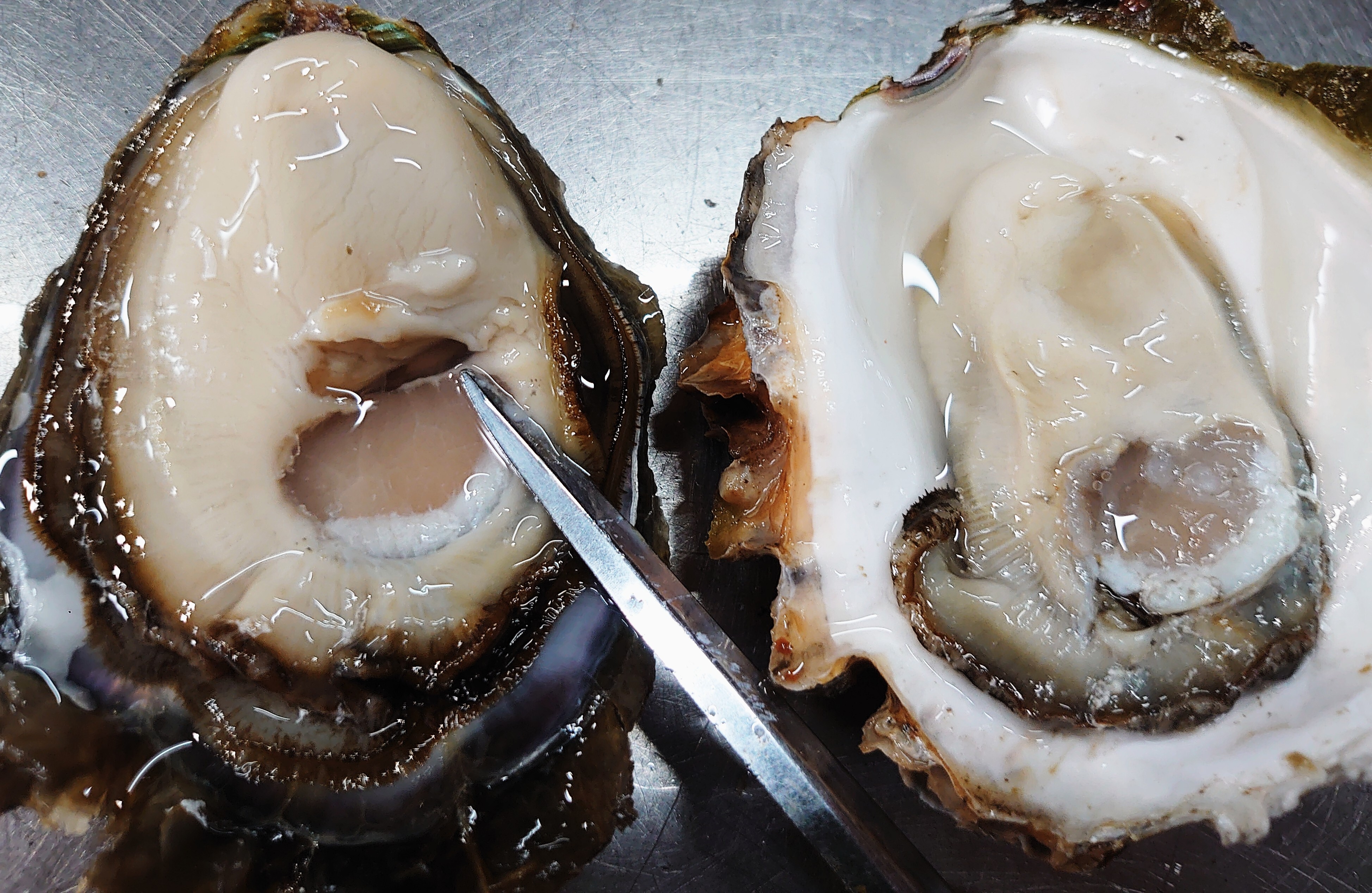 岩手山田湾の活 剥きカキ 加熱用 農家漁師から産地直送の通販 ポケットマルシェ