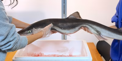 ライター志望の僕がポケマルで学んだこと…鮫を捌きながらお伝えします。