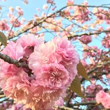 ちょび