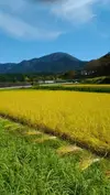 『自然栽培　ササニシキ』　無農薬　玄米　3kg