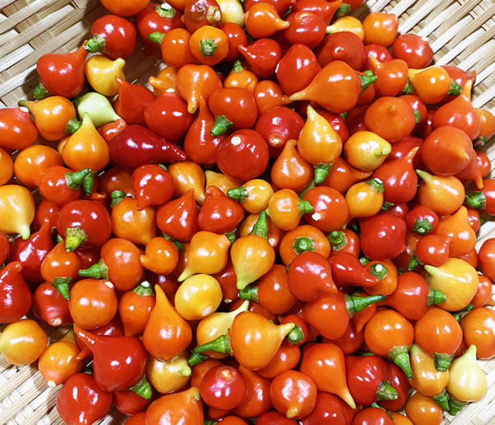 超新鮮、注文受けて収穫する激辛青唐辛子5キロ！ さっぱり美味しい 青