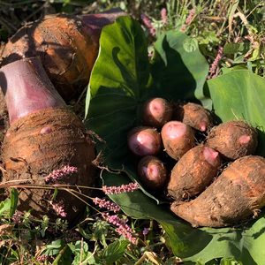 ＊掘り立ての里芋をお届けします＊【ほくほく美味しい赤芽芋】