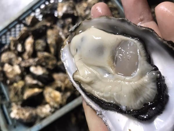 生でオッケー◎自宅で牡蠣小屋セット50-60ｺ目安