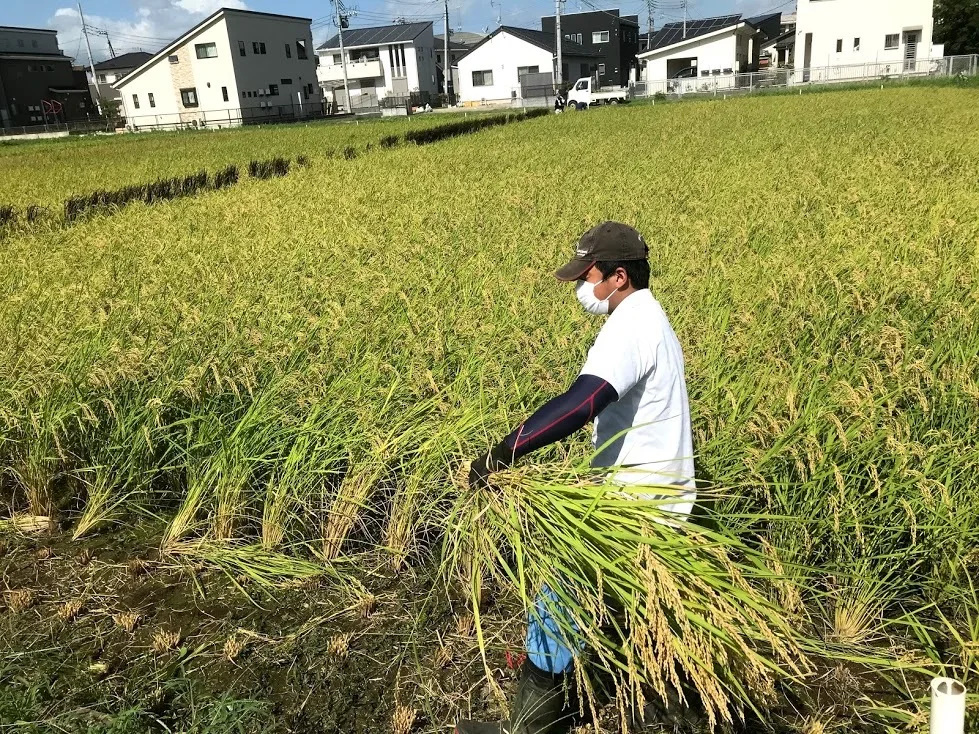 学生と作ったコシヒカリ（白米と玄米）　定期購入月イチ