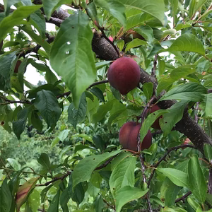 樹上完熟プラム