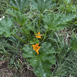 【自然な旨み】オーガニックズッキーニ　6本セット（1.5kg　サイズ混合）