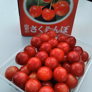 山形の宝石　朝採り佐藤錦　500グラムＬ、２Ｌ