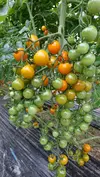 【農楽園おまかせトマトセット】ミニ・中玉トマト詰め合わせ １kg