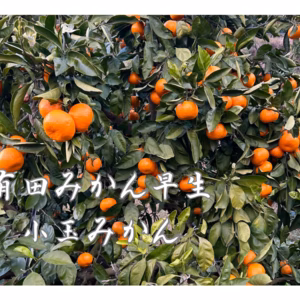 有田みかん　みかん 早生　サイズ2Sから4S 小玉　和歌山県有田産