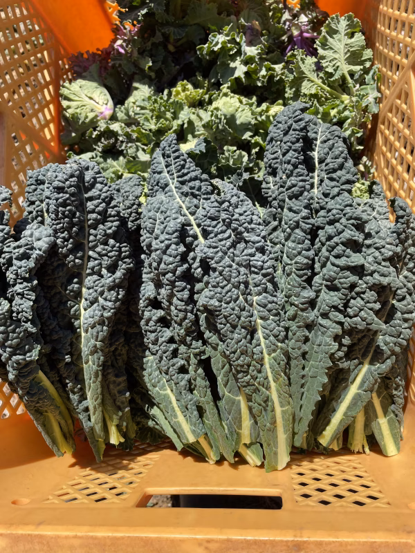 カーボロネロ500g