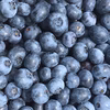 朝採り　フレッシュブルーベリー