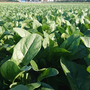 ほうれん草　業務用・加工用・給食用　1箱（140サイズ）10kg