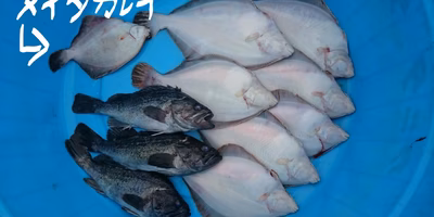 【漁師さんに聞いてみた】"未利用魚"って何？