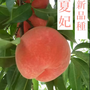 山形産桃【陽夏妃】2kg【自家用おすすめ‼小玉品】8月中旬収穫&発送