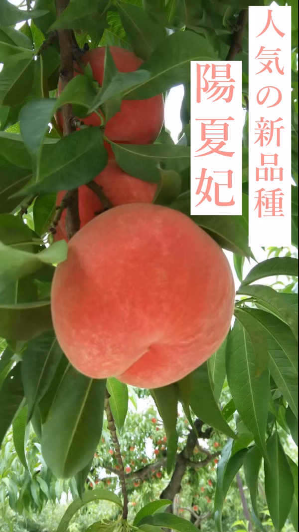 山形産桃【陽夏妃】2kg【自家用おすすめ‼小玉品】8月中旬収穫&発送