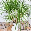 現品販売　ドラセナ　カンボジアーナ　②　 セラアート鉢　受皿付き　人気　観葉植物