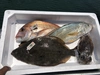 【予約】4月15日以降発送、瀬戸内海岡山県産鮮魚ボックス2〜4種