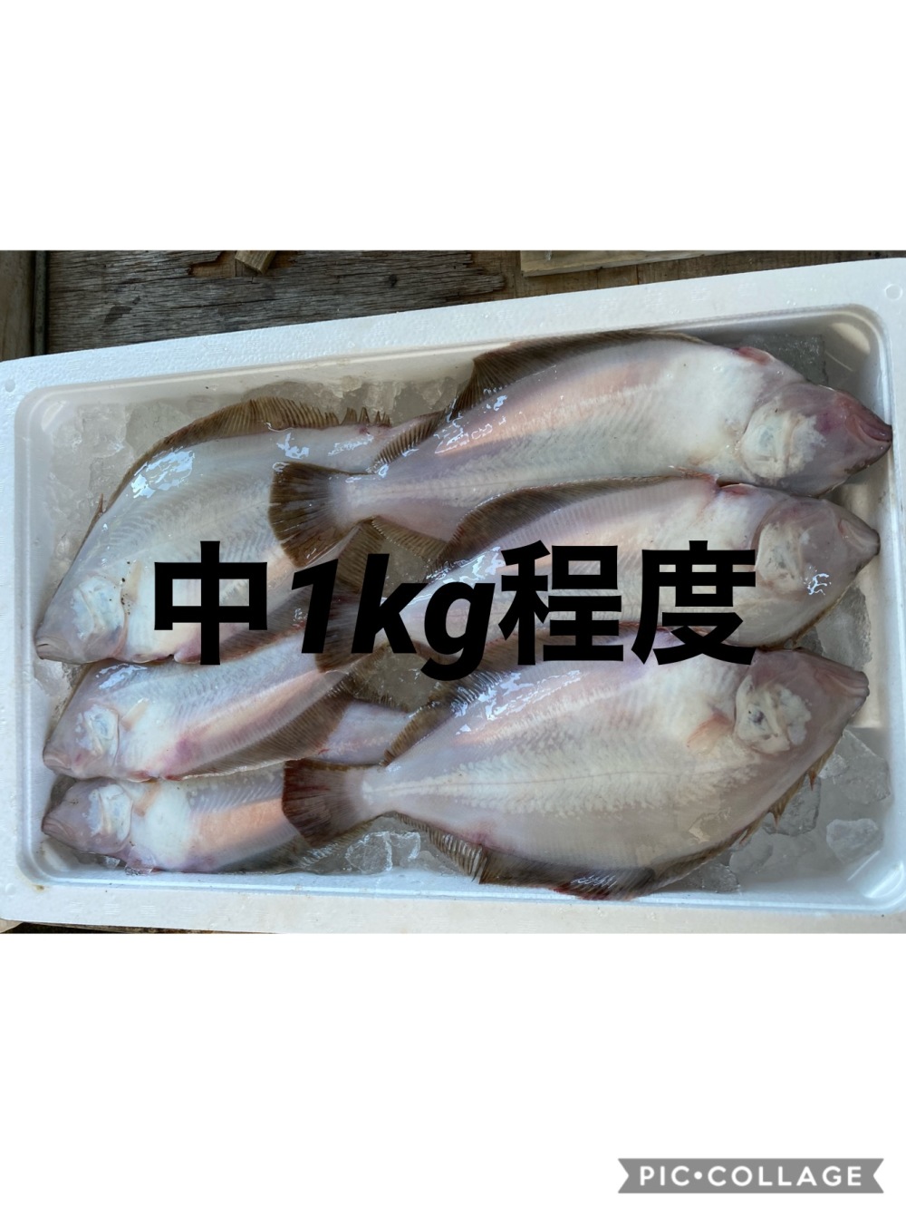 子持ち水ガレイ ムシガレイ 農家漁師から産地直送の通販 ポケットマルシェ