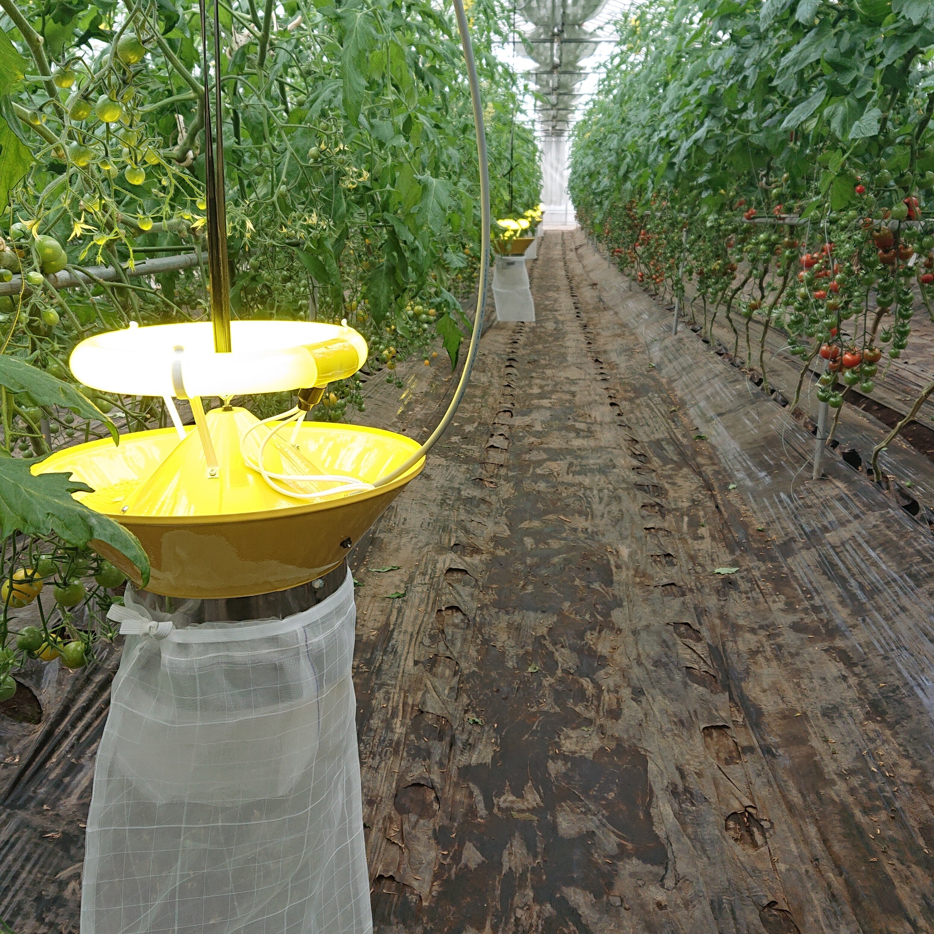 埼玉県上尾市｜藤倉農園｜藤倉利則さんの生産者プロフィール｜ポケット