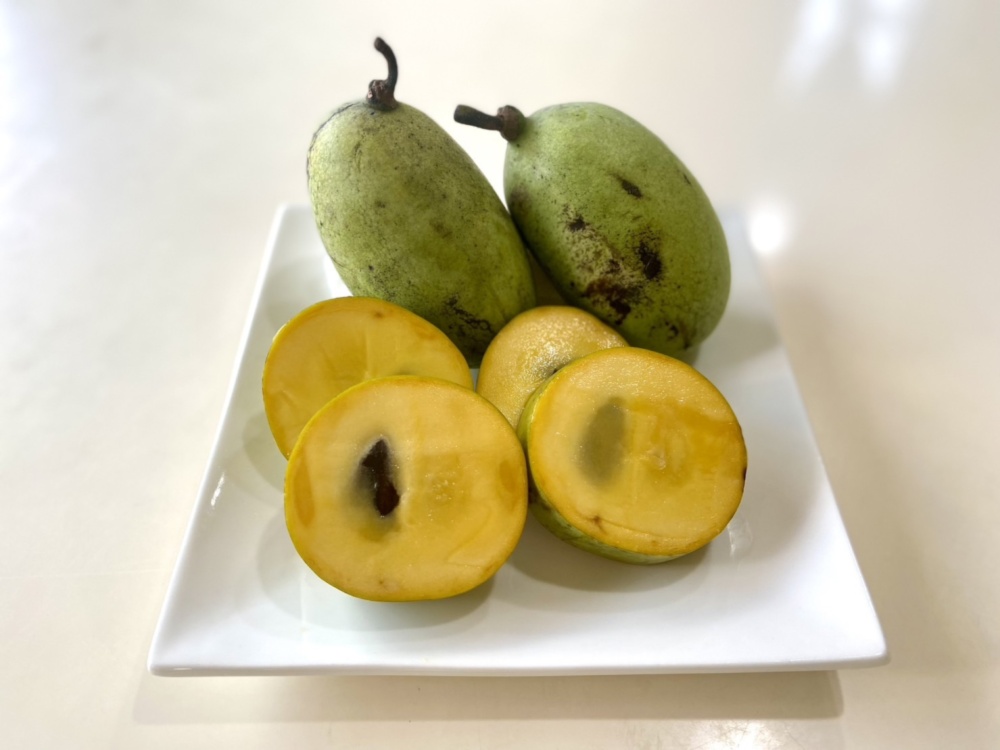 マンゴポポーMango Powpow　幻の果物　３点セット マンゴポポーMango Powpow幻の果物3点セット