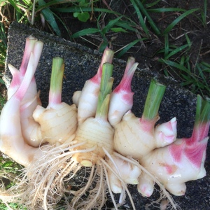 10月「浜生姜」三里浜砂丘地のきれいな新生姜! 約1カ月だけの旬の味わいです。