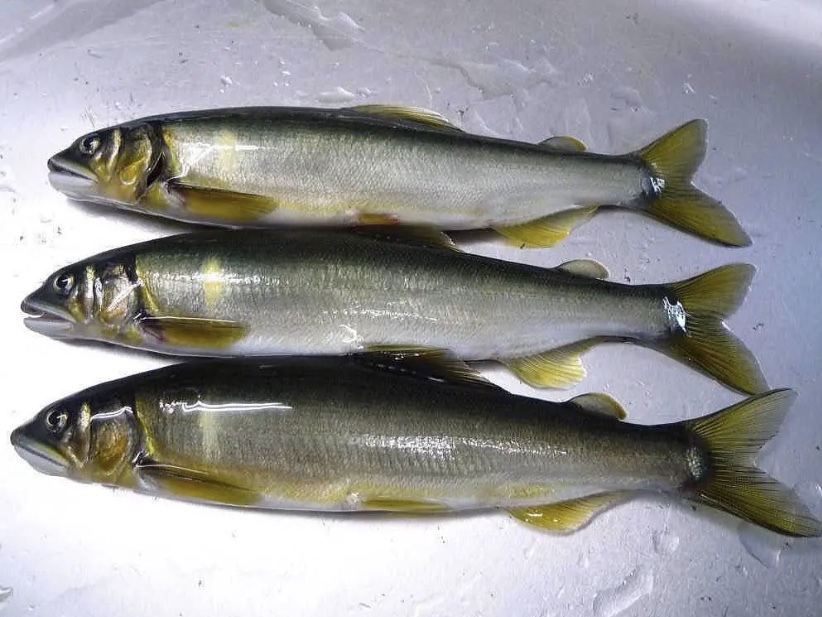 わけあり佃煮 １ｋｇ ２種類 メヒカリ甘露煮 焼なご佃煮 - 魚介類(加工