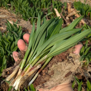 山菜セット3〜7品目