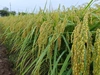 【10月～定期便】新米コシ伊助8年連続農薬ゼロ挑戦中無洗玄米真空ﾊﾟｯｸ２Ｋｇ