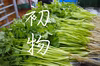 【初物】信州のパクチー（根付き）