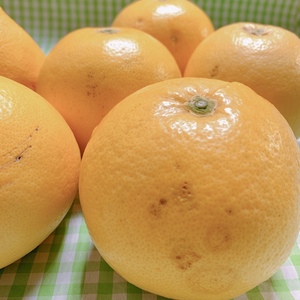 《訳あり☆大箱》たっぷり２４玉＊グレープフルーツ・さがんルビー