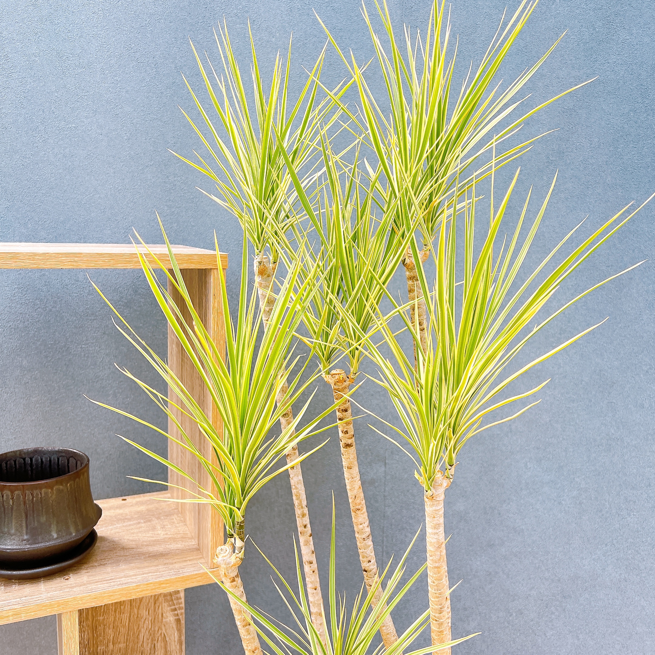 在庫販売】 ドラセナ コンシンネ ホワイボリー 観葉植物 特大