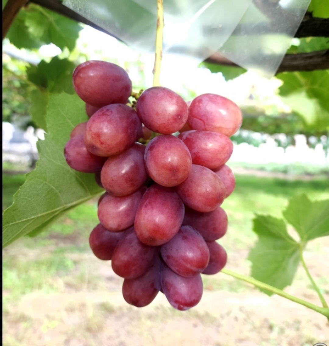 クイーンルージュの産直通販・お取り寄せ商品｜ポケットマルシェ｜産地