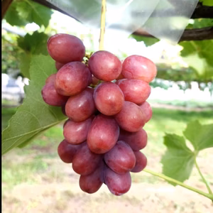 10/29終了☆新鮮朝採り発送✩クイーンルージュ☆粒詰め✩2パック〜