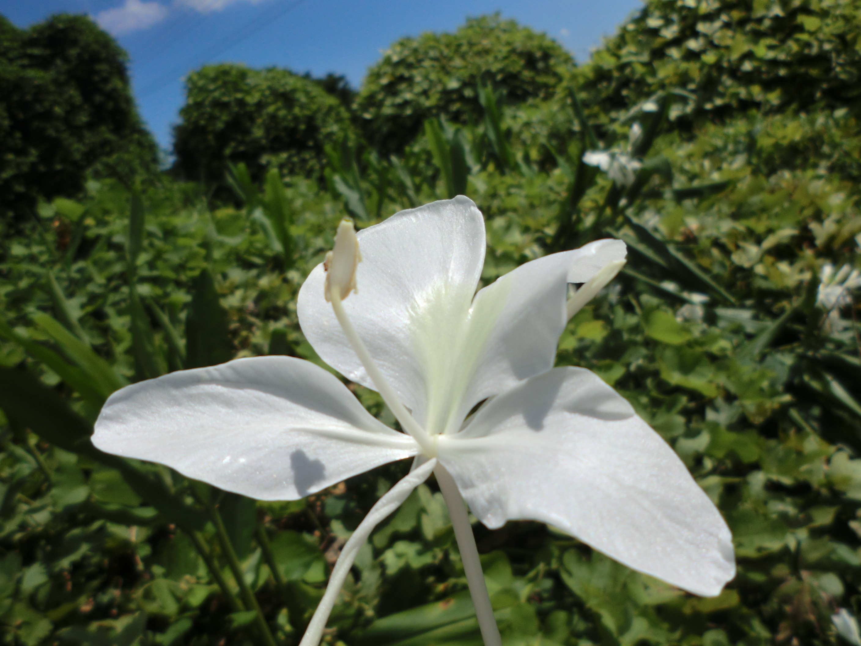 ジンジャーリリー 球根 オレンジ1球 ホワイト3球 23年4月発送分 花 観葉植物の商品詳細 ポケットマルシェ 産直 産地直送 通販 旬の果物 野菜 魚介をお取り寄せ