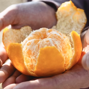 【訳ありだけど美味しさそのまま】ポンカン 愛媛県産 ぽんかん