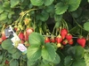 小粒の紅ほっぺのバラ詰 800g×2 石垣イチゴ